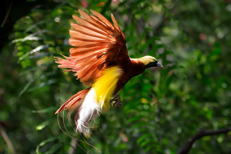 Keindahan dan Keunikan Burung Cendrawasih di Indonesia