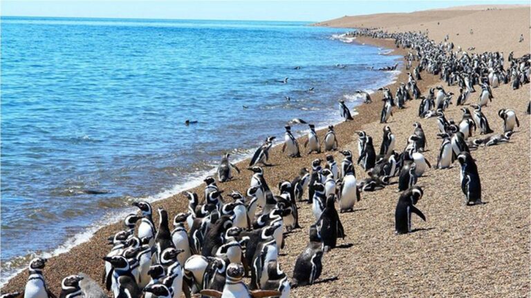 Penguin Kembali ke Pantai Selatan Afrika setelah 15 Tahun Menghilang