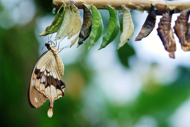 Fakta Unik Tentang Kupu-Kupu: Serangga Cantik yang Penuh Keajaiban