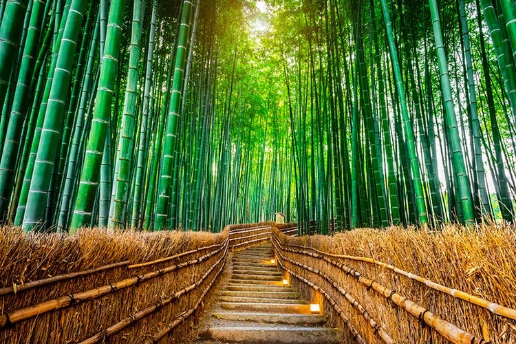 Rahasia di Balik Hutan Bambu Arashiyama, Jepang