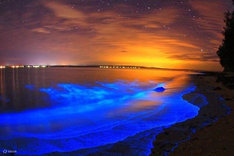 Keajaiban Alam Fenomena Bioluminesensi di Lautan