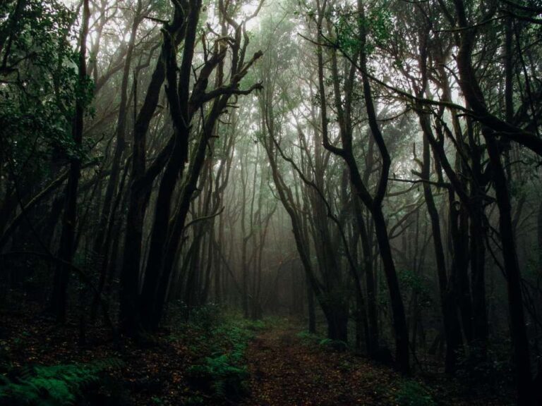 Fenomena Hutan Aokigahara: Tempat yang Penuh Misteri